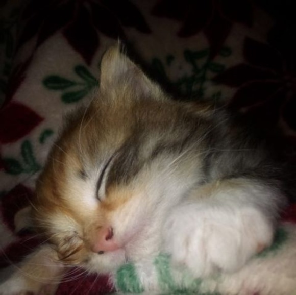 Meet your Posher, Cora - Picture 1 of 1